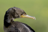Cormoran �EAigrettes / Double-crested Cormorant