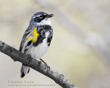 Paruline ECroupion Jaune / Yellow-rumped Warbler