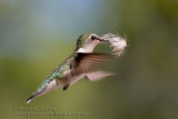 Colibri �à Gorge Rubis (f) / Ruby-throated Hummingbird (f)