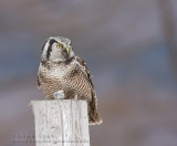 Chouette pervire / Northern Hawk Owl