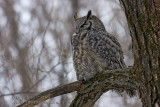 Grand-duc d’Amérique  /  Great horned Owl