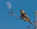Chouette Épervière / Northern Hawk Owl