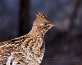 Glinotte Huppe / Ruffed Grouse