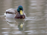 Colvert / Mallard