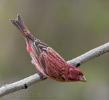 Roselin pourprE/ Purple Finch