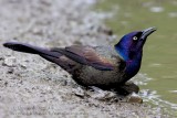 Quiscale Bronz / Common Grackle