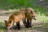 Renard roux (juv) / Red fox (juv)