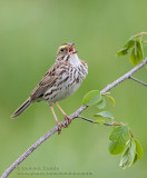 Bruant des prés / Savannah sparrow