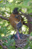 Merle dAmrique / American Robin