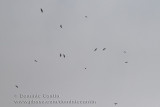 13 Buses �Equeue rousse  / 13 Red-Tailed Hawk