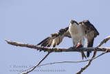Balbuzard Pêcheur / Osprey