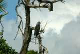 Possible Black Hawk-eagle Punta Gorda Toledo District Belize_2-17-2009 21.JPG