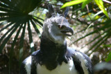 Harpy Eagle Belize Zoo 2-18-2009 28.JPG