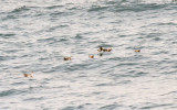 Wilsons Storm-Petrels and Audubons Shearwaters