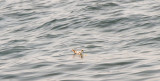 Red-necked Phalarope