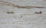 Wilsons Phalarope