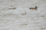 Wilsons Phalarope