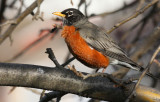 American Robin