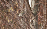 Golden-crowned Kinglet