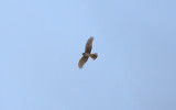 Northern Harrier