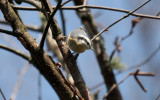 Red-breasted Nuthatch