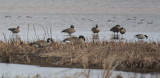 Greater White-fronted Goose