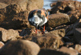 Ruddy Turnstone