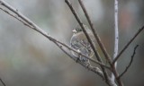 Dark-eyed Junco