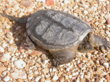 Snapping Turtle