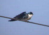 Tree Swallow