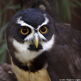 Chouette  lunettes - Spectacled Owl