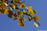 Ginkgo Biloba (detail)