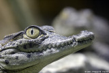 Crocodile du Nil (jeune) - Nile crocodile (immature)