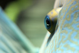 Napoleon - Humphead wrasse (detail)