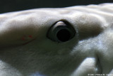 Poisson licorne - Bluespine unicornfish (detail)