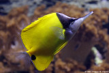 Poisson papillon long nez - Longnose butterflyfish