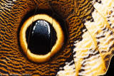 Papillon hibou - Owl butterfly (detail)