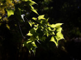 Backlit Liquidamber leaves