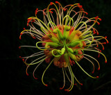 Grevillea