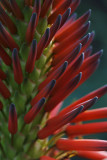 Aloe Flower