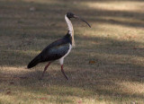 Straw-Necked Ibis