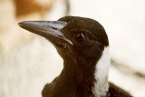 Adolescent Australian Magpie