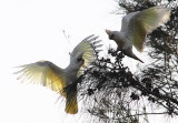 Corellas