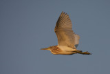 Squacco Heron ( Ardeola ralloides ) in early morning light