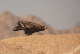 Aquila delle steppe - Steppe Eagle - Aquila nipalensis