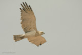 Biancone - Short-toed Eagle