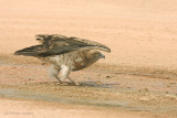 Biancone - Short-toed Eagle