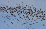 Lapwings - Pavoncelle