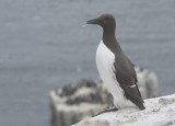 Uria - Guillemot - Uria aalge