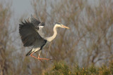 Grey Heron - Airone Cenerino